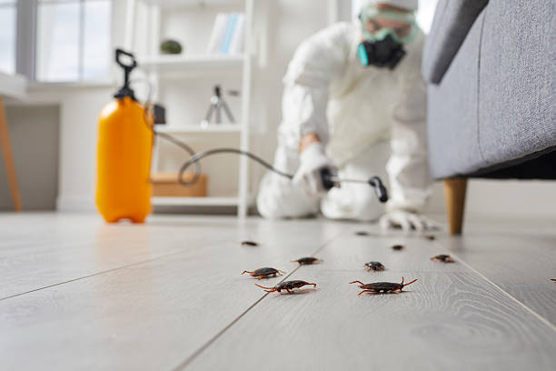 Commercial Kitchen Cockroach Control in Steeleville